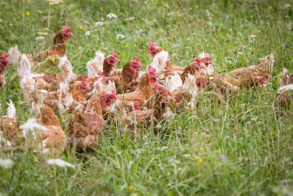 Oberedt bei Salzburg schmeckt