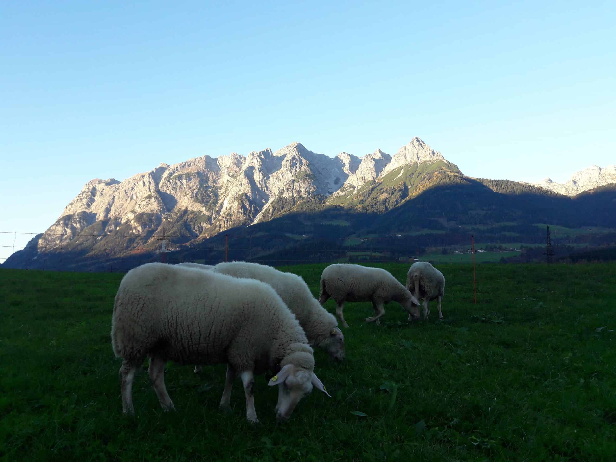 Biohof Lehengut -  Birgit und Thomas Laner bei Salzburg schmeckt