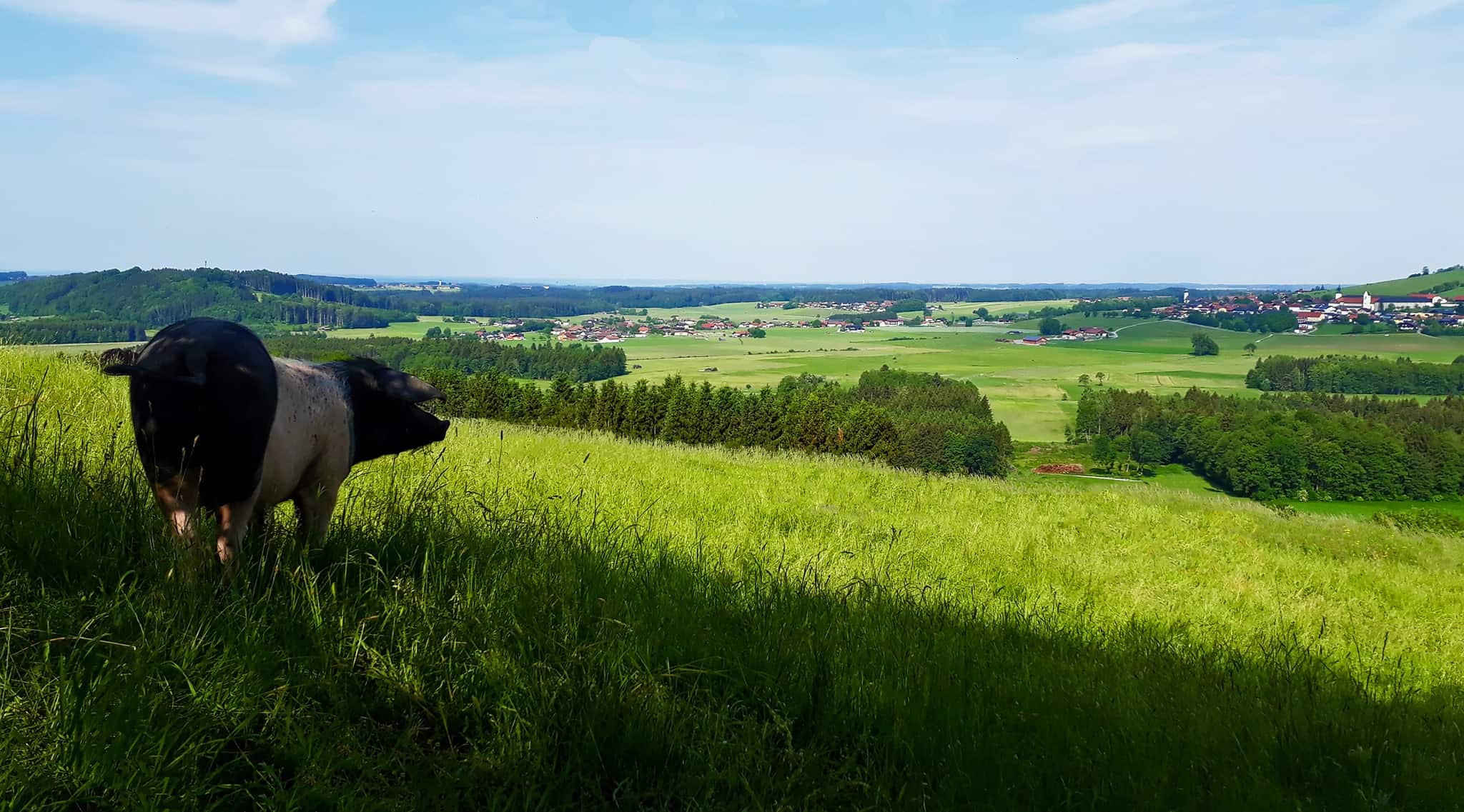 Biohof Oedt Gut bei Salzburg schmeckt