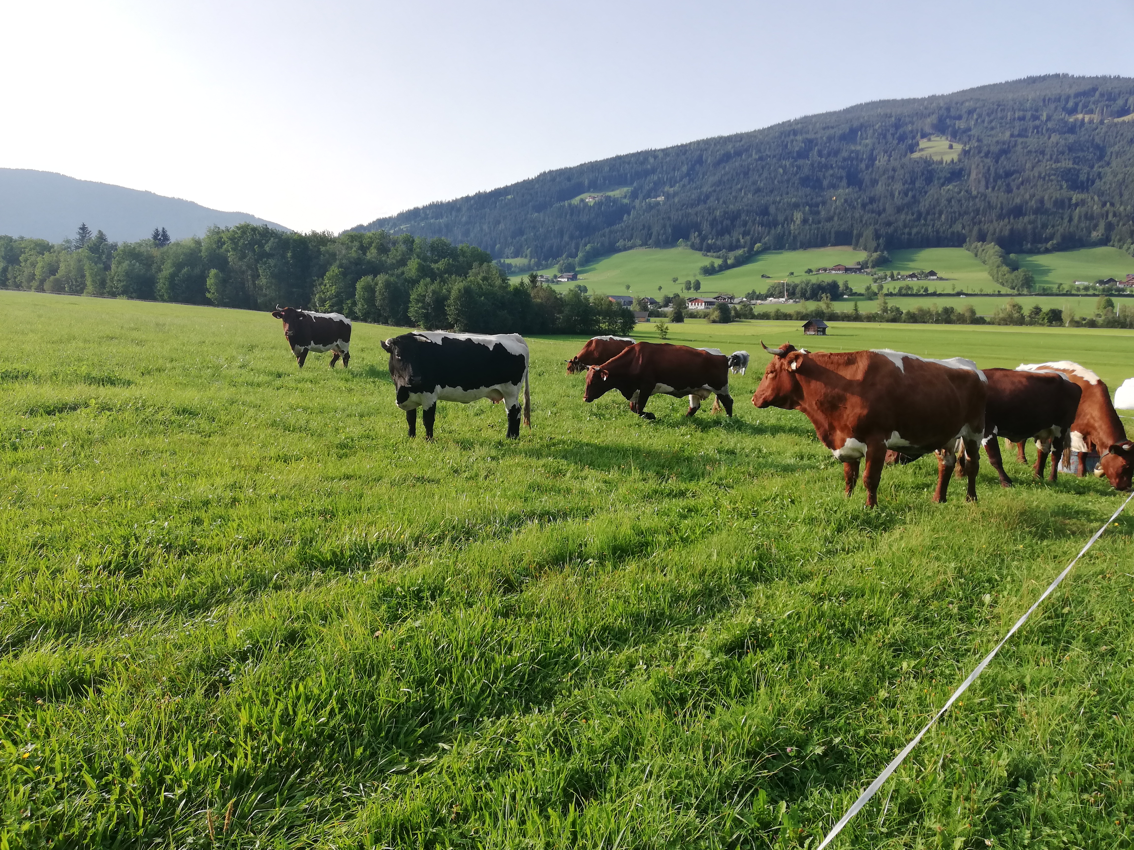 Unterfarnwang - Rupert Kaswurm bei Salzburg schmeckt