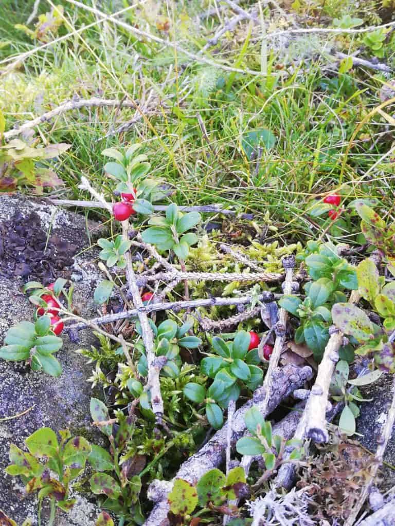 Preiselbeer-Zwetschkenmarmelade bei Salzburg schmeckt