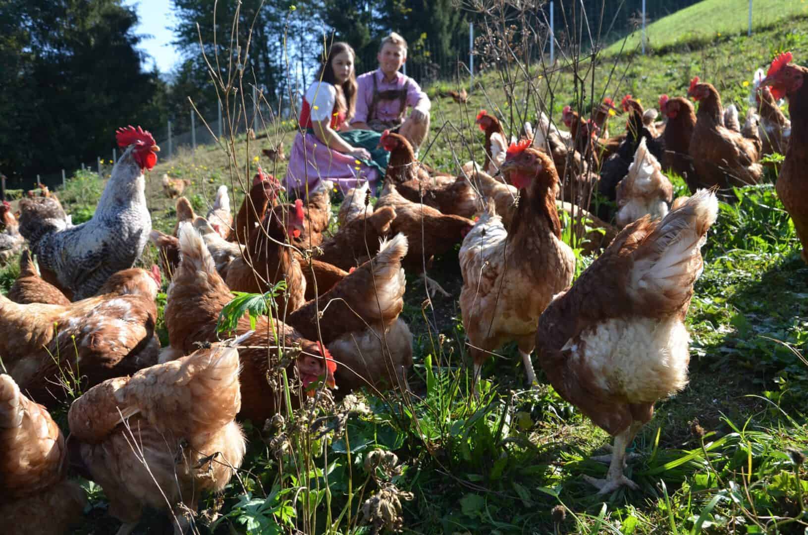 Bio-Freilandhof Putzgrub  bei Salzburg schmeckt