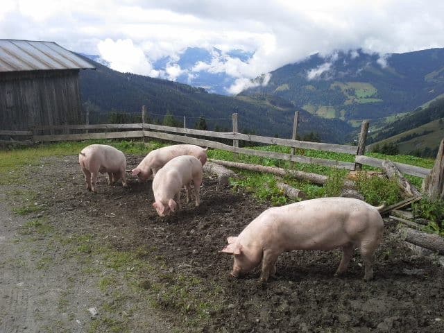 Großklingberg  bei Salzburg schmeckt