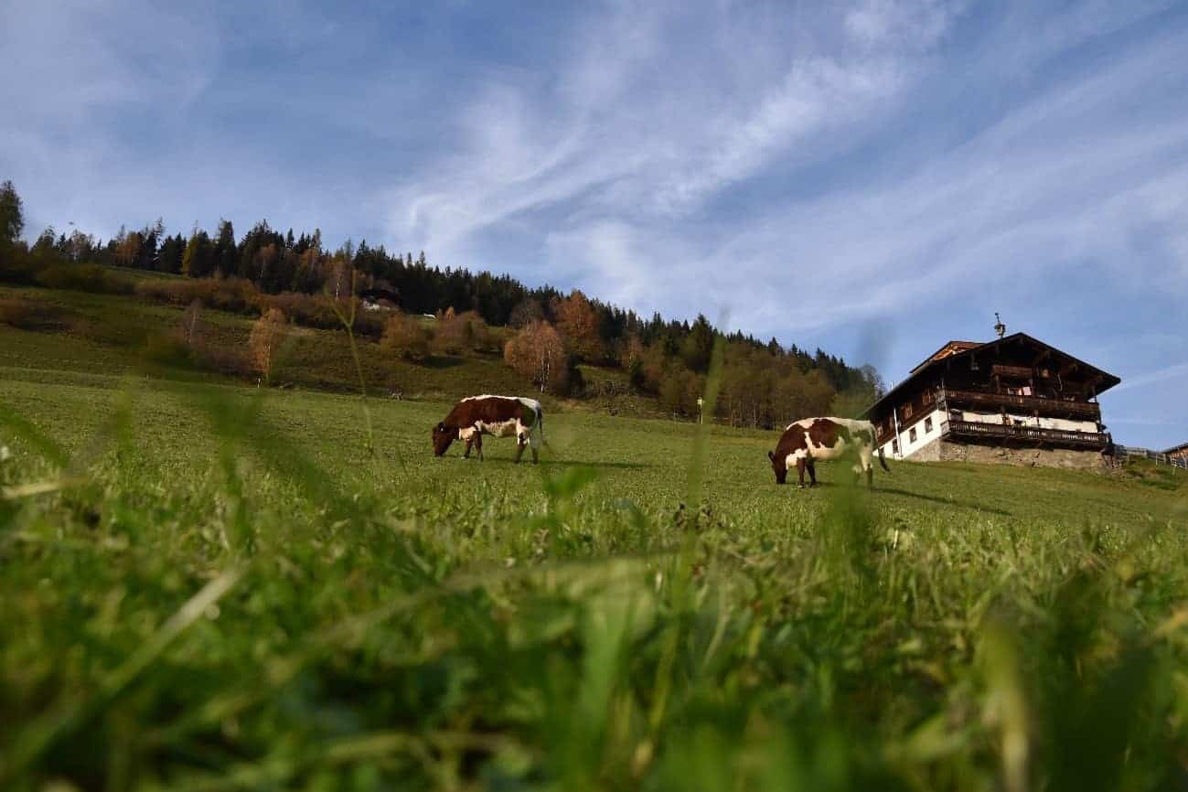 Wiesberg bei Salzburg schmeckt