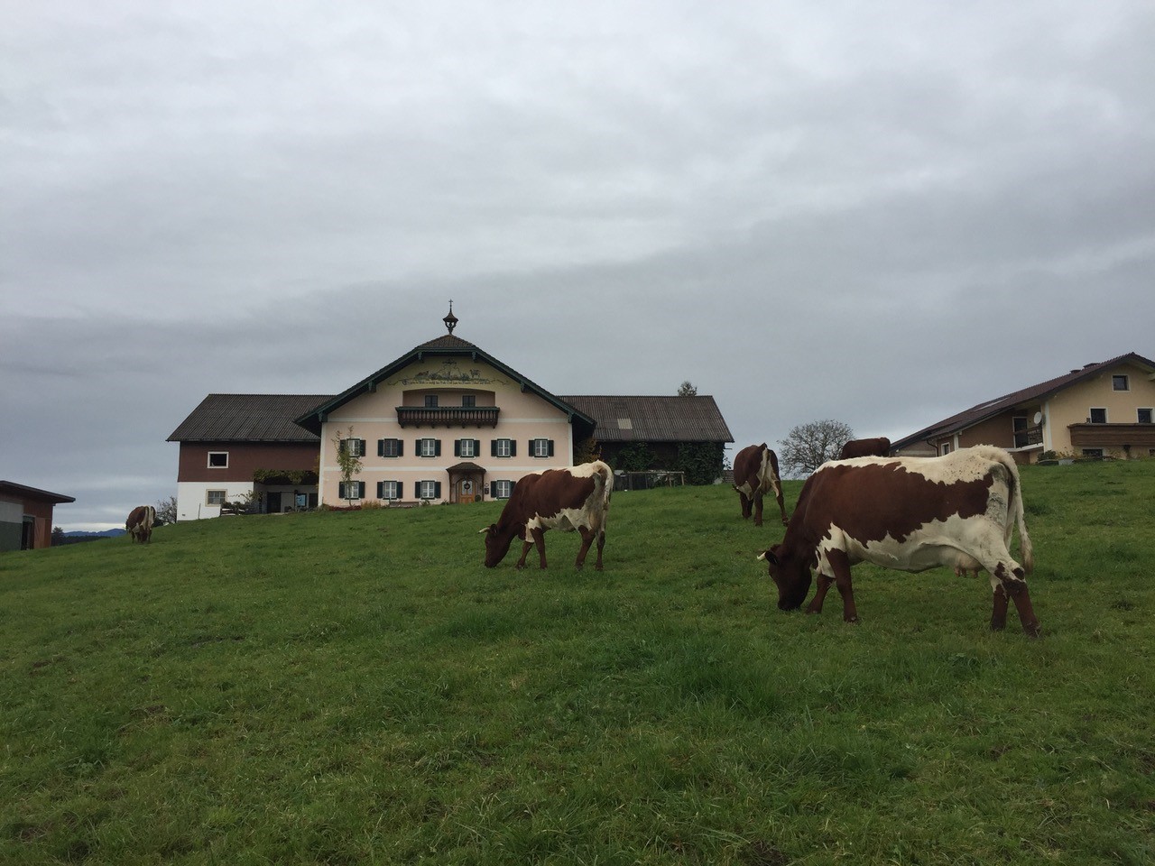 Keamosen Selbstbedienungs-Kammerl bei Salzburg schmeckt