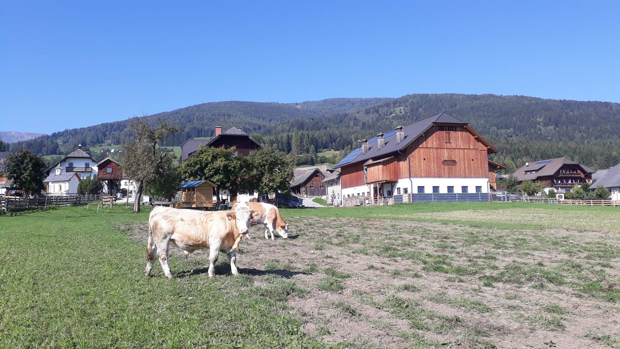 Sauschneider bei Salzburg schmeckt