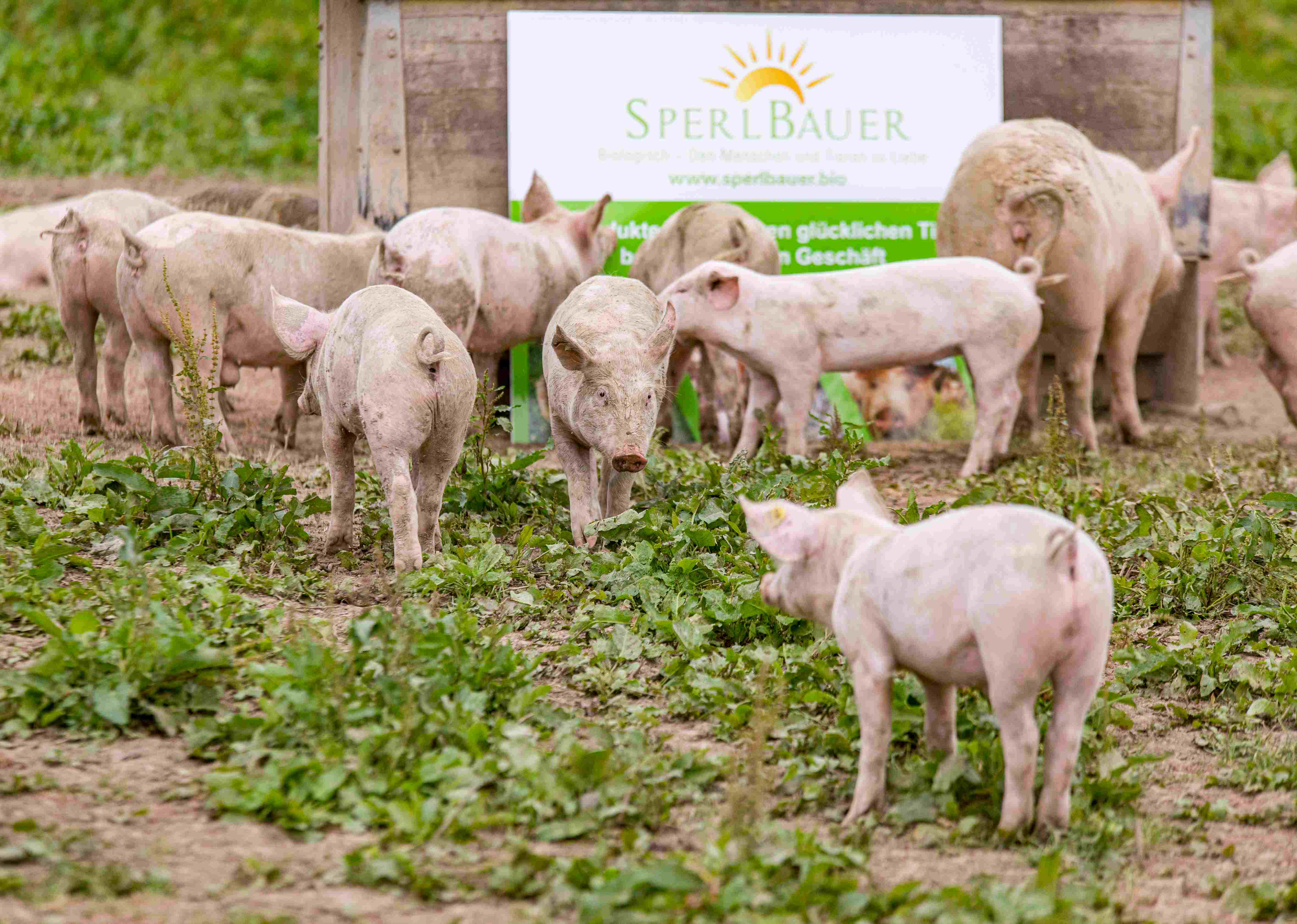 Sperlbauer bei Salzburg schmeckt