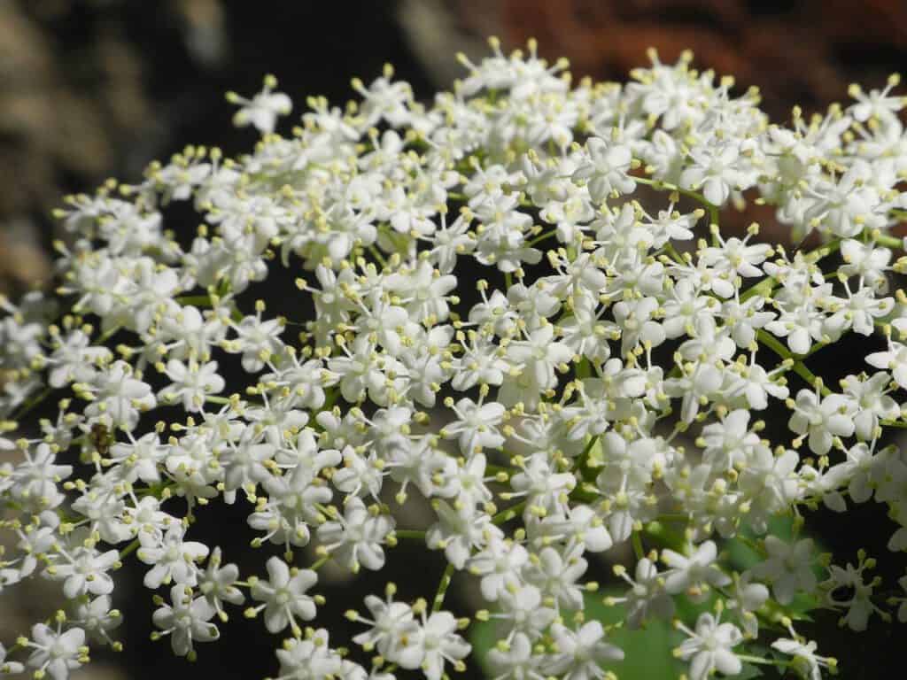 Hollerküche - Holleressig, Hollersirup, Gebackene Hollerblüten bei Salzburg schmeckt