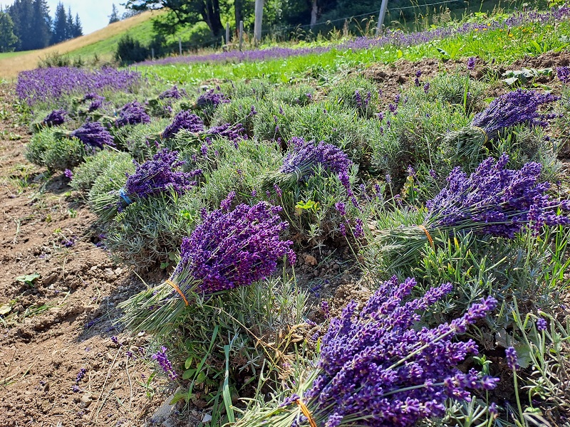 Bergbauernlavendel Furtlegg-Gut  bei Salzburg schmeckt