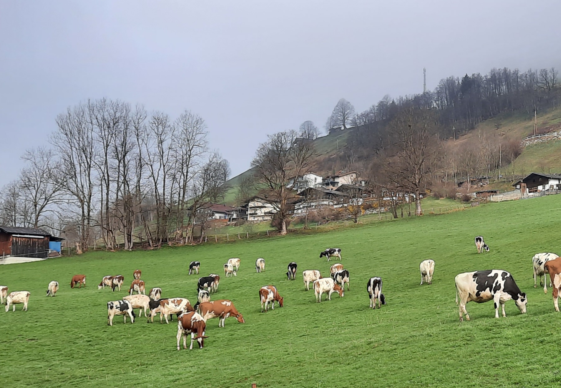 Altjudengut bei Salzburg schmeckt