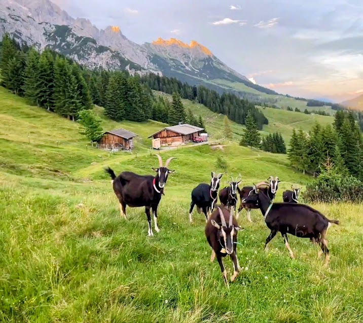 Brandl´s  bei Salzburg schmeckt