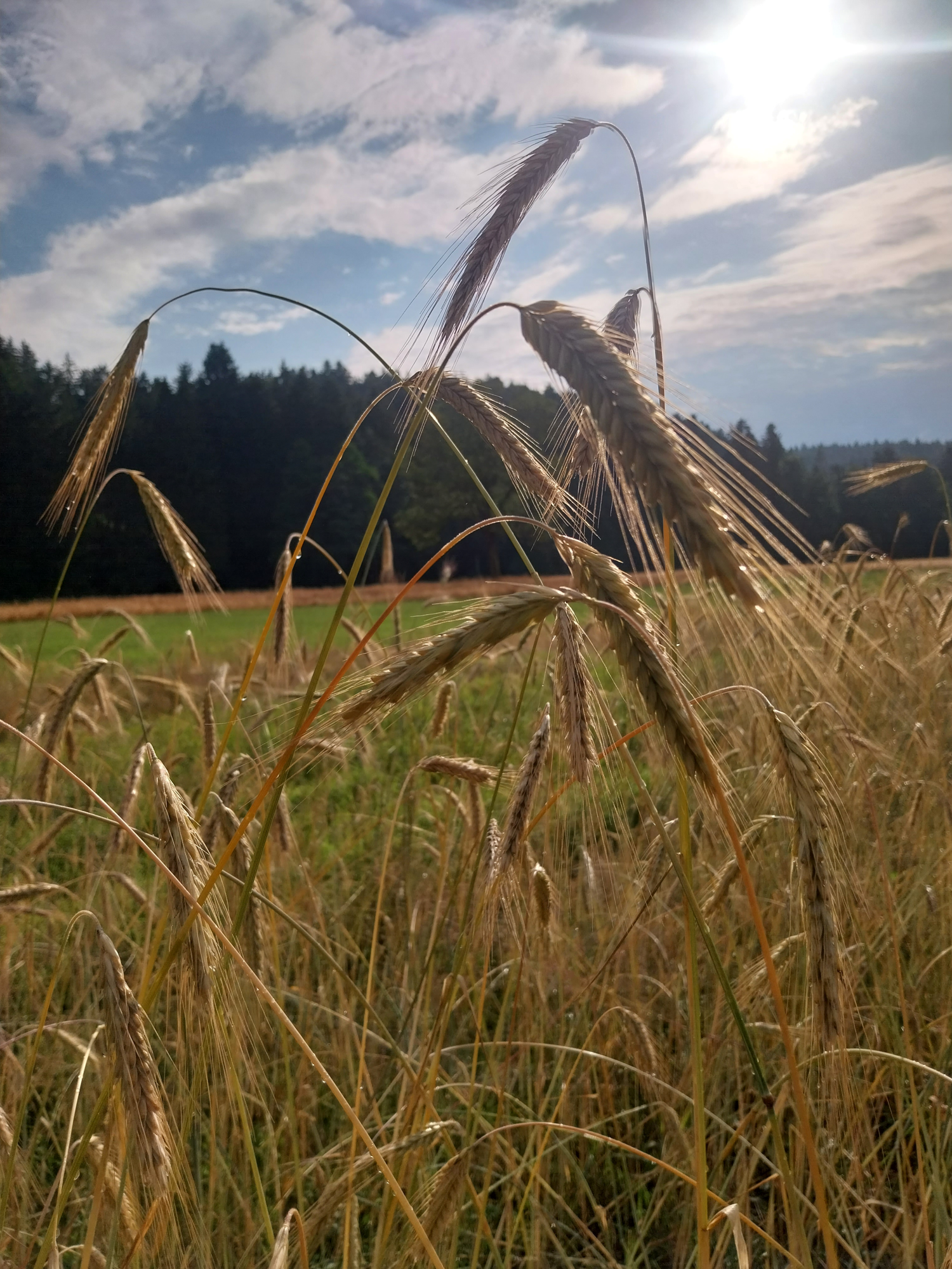 Bio Land Imkerei Mösl & homattroad bei Salzburg schmeckt
