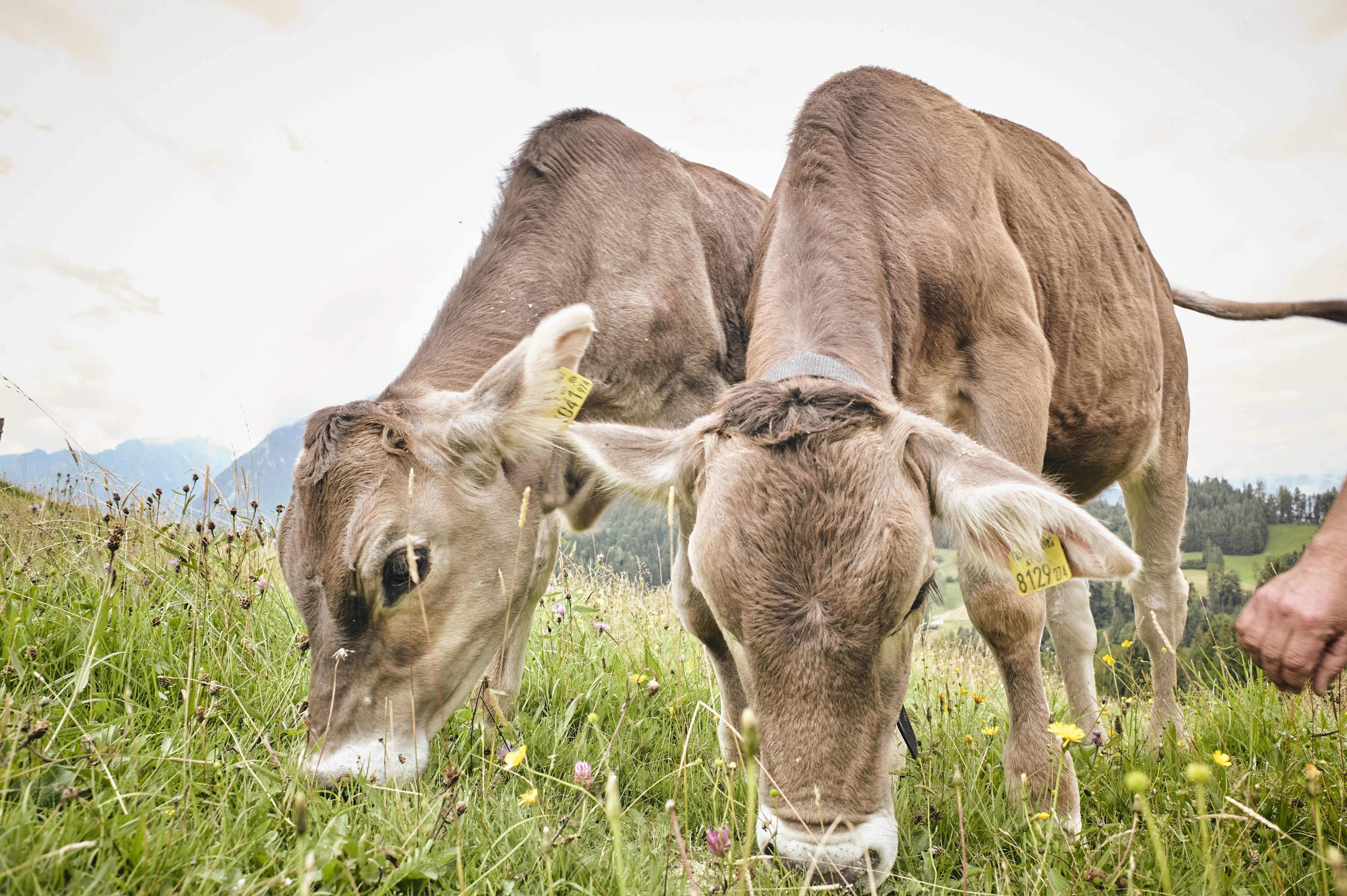 Metzgerei Siller - Johannes Siller bei Salzburg schmeckt