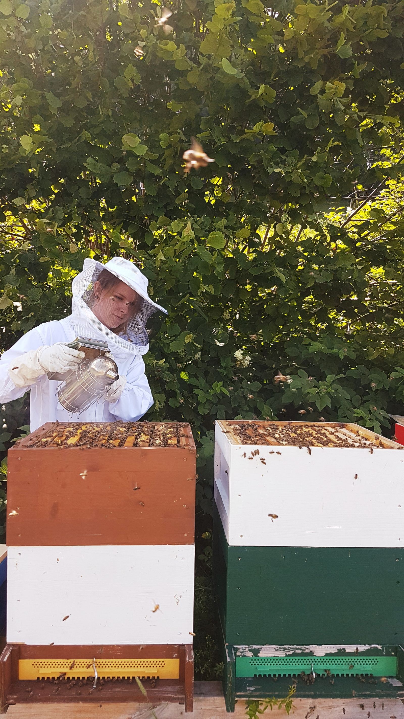Slavo Petkovic - Der Bienenschwarm bei Salzburg schmeckt