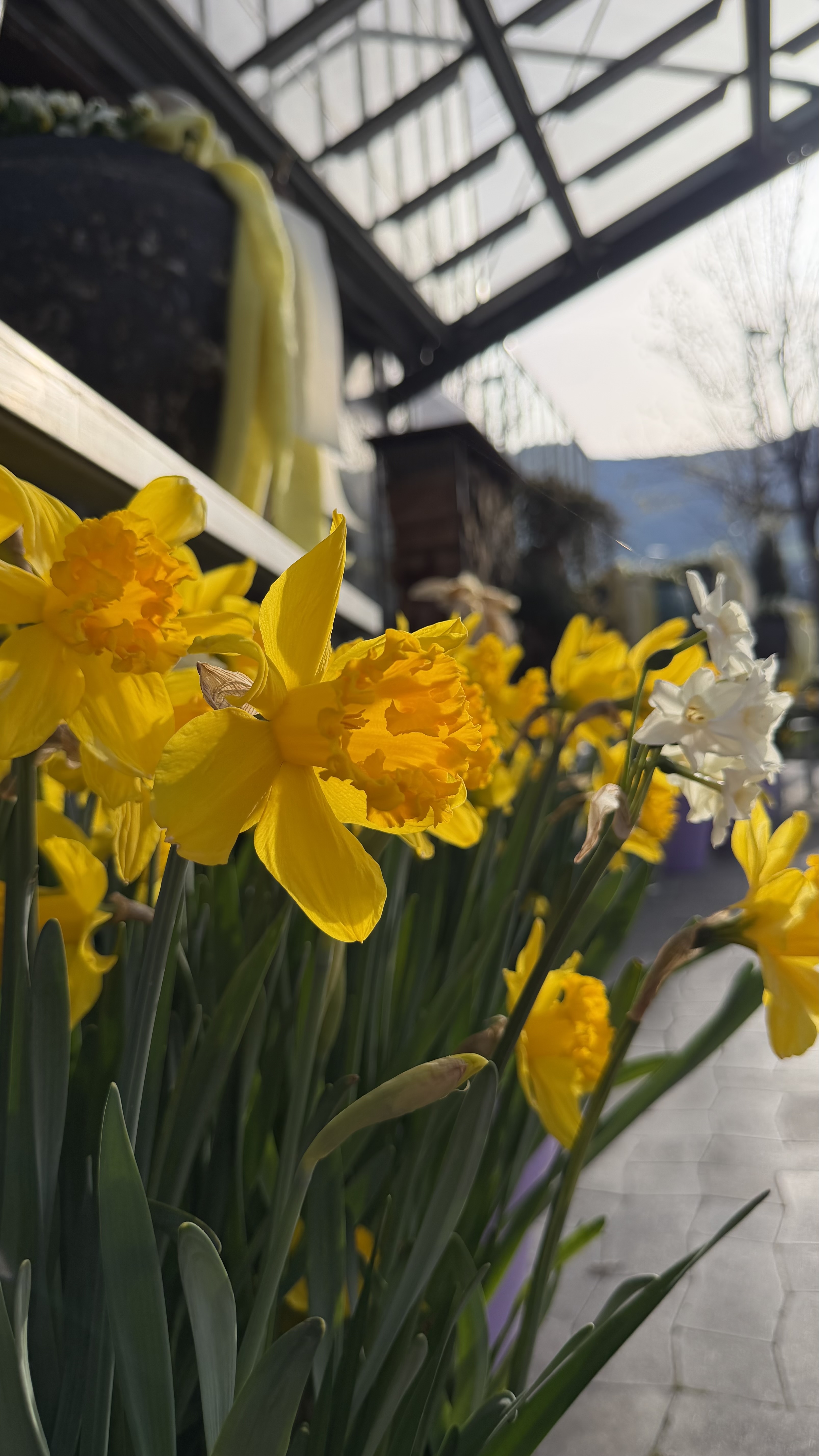Blumen Zachhalmel – Wagrain bei Salzburg schmeckt