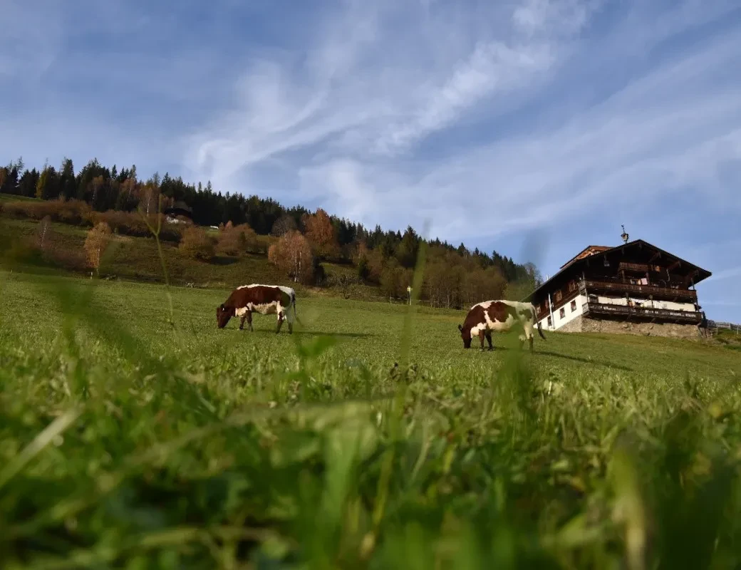 Der Wiesberghof in Niedernsill