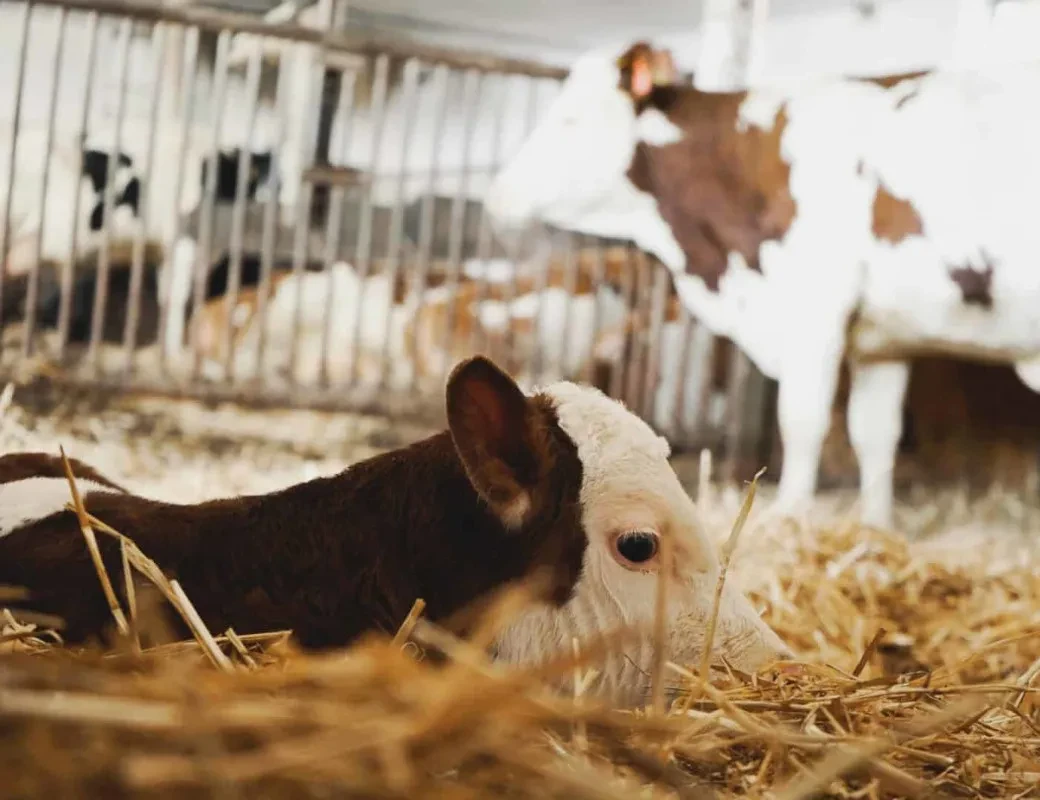 Kalb im Stroh beim Mirtlbauer in Göming