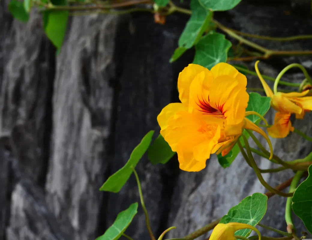 Essbare Blüten_Kapuzinerkresse