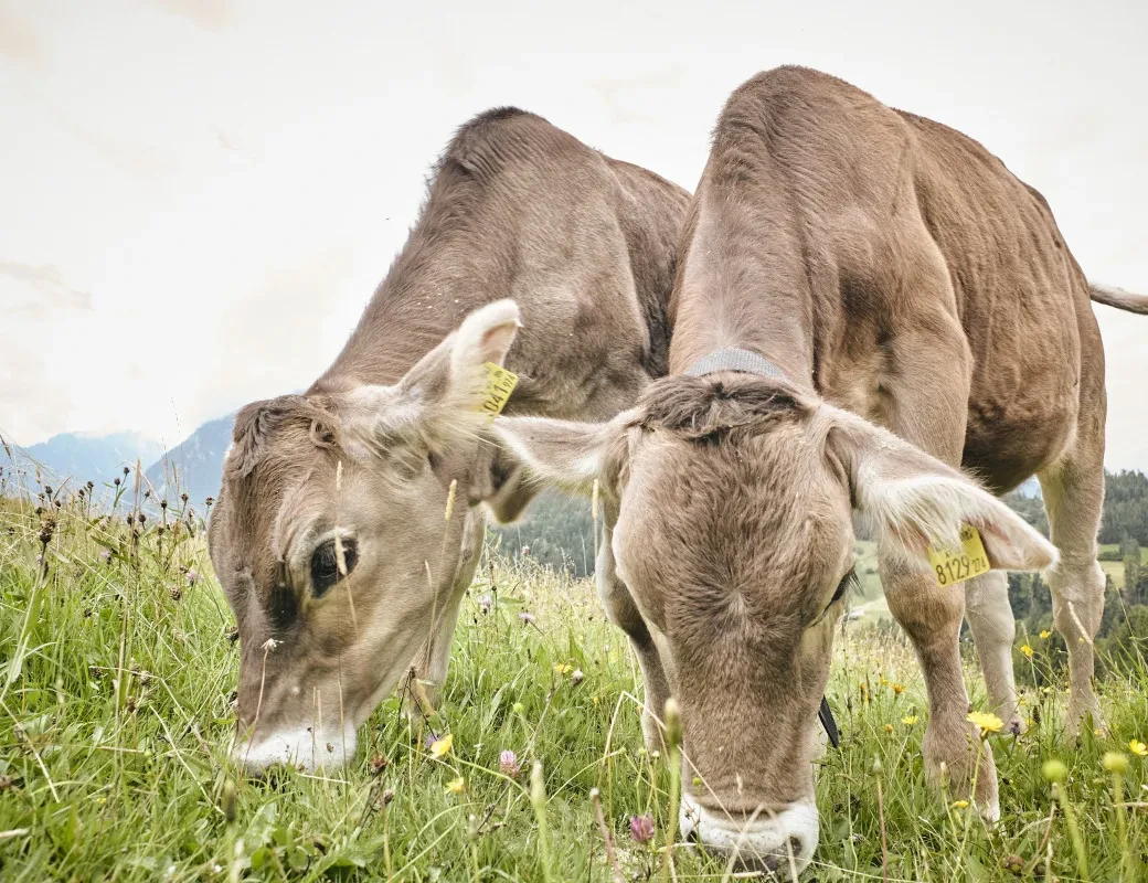 Friedlich grasende Kühe am Berggasthof Bachrain