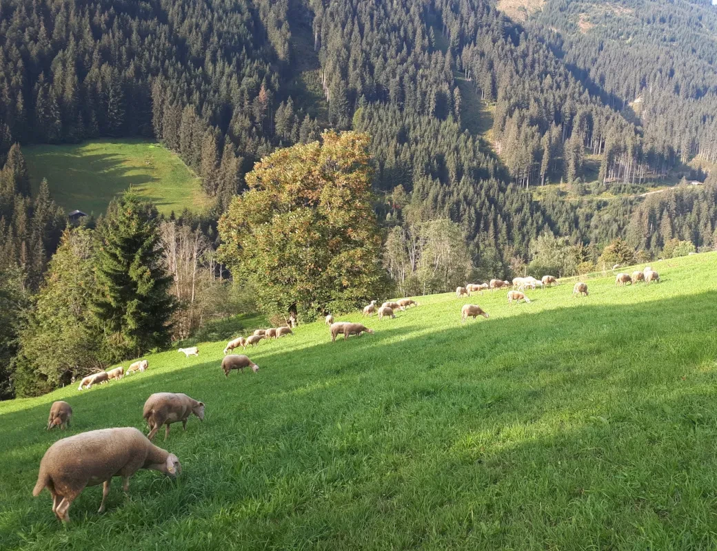 Reithgut Saalbach_Lacaune Schafe auf der Weide