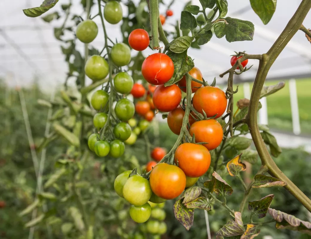 Klingerbauer_Strauchtomaten