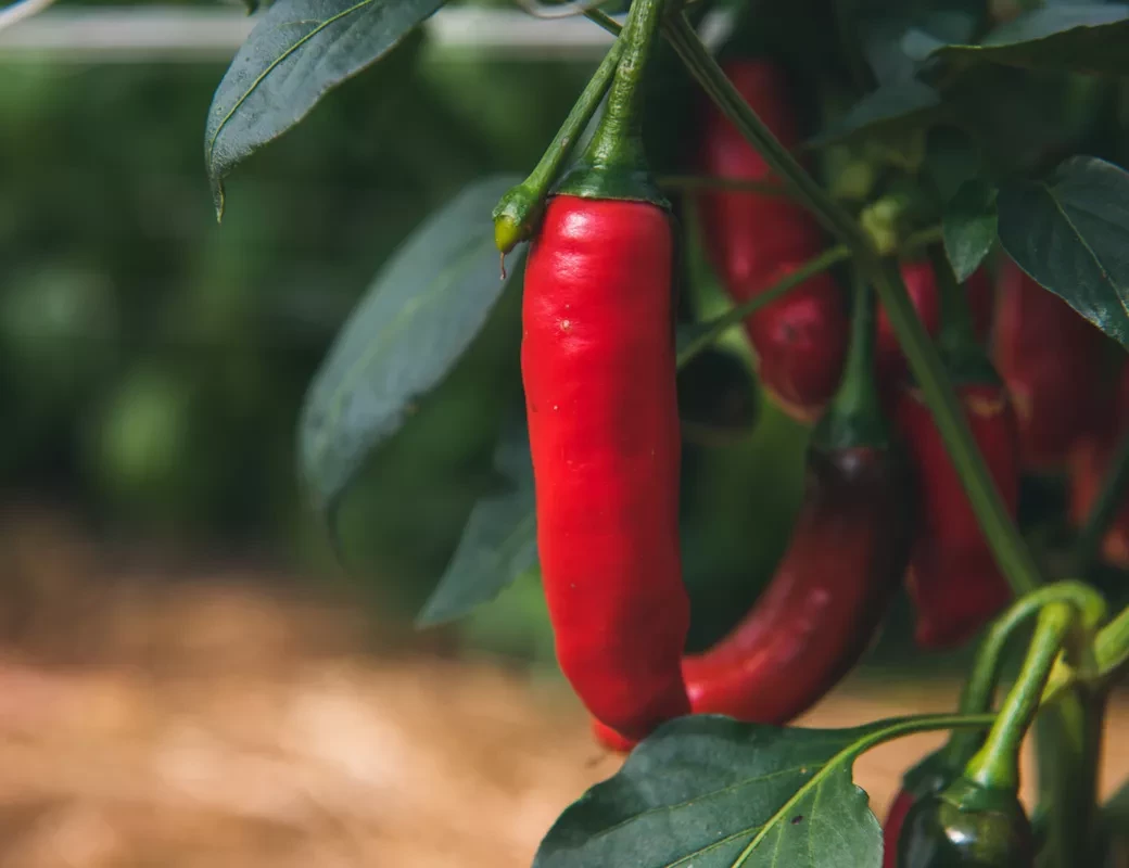 Klingerbauer_rote Chilischote am Strauch