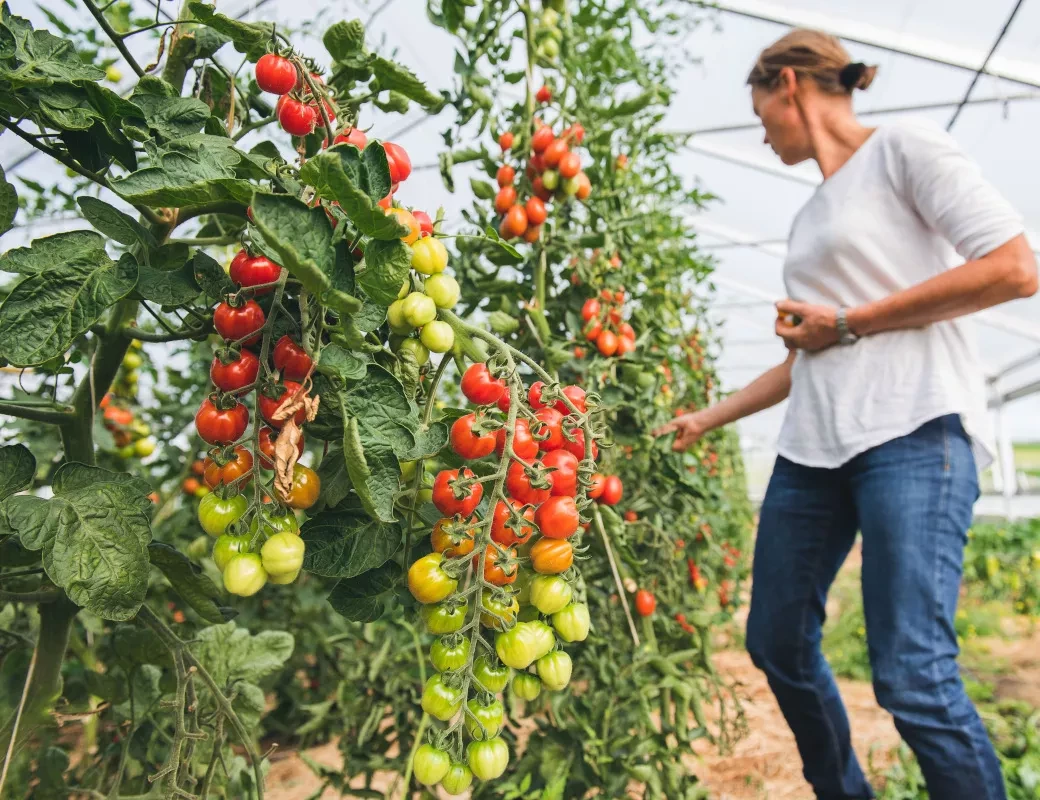 Rosi Klinger bei der Tomatenernte