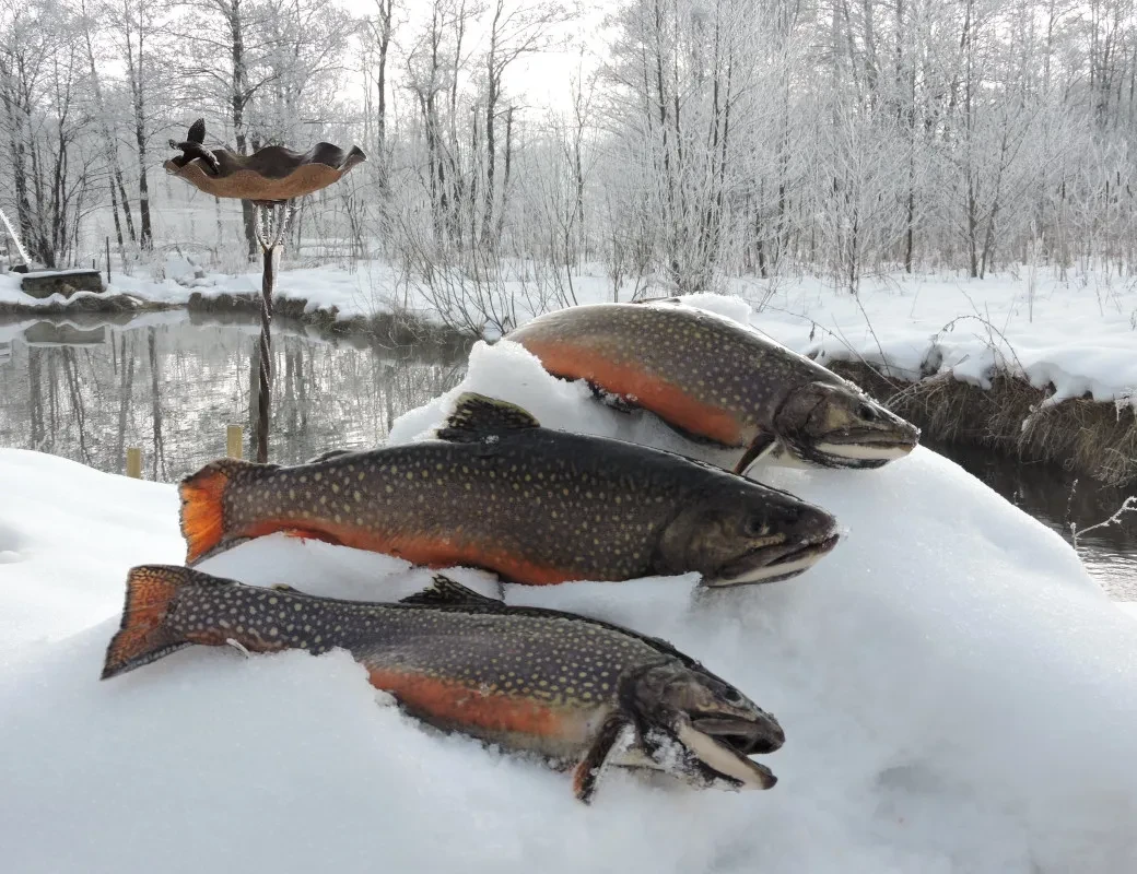 Fischerei Kehlbach_Bachsaibling_frischer Fang