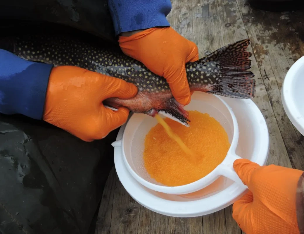 Frischer Kaviar von der Fischzucht Kehlbach