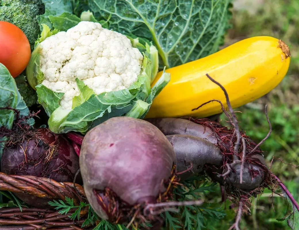 Fötschlhof_Gemüsevielfalt_ Rote Rüben, Zucchini, Karfiol