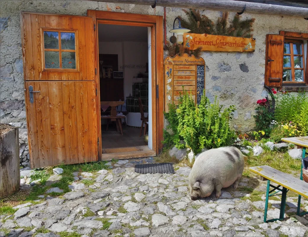 Schweizerhütte_Hängebauchschwein vor der Hüttentüre