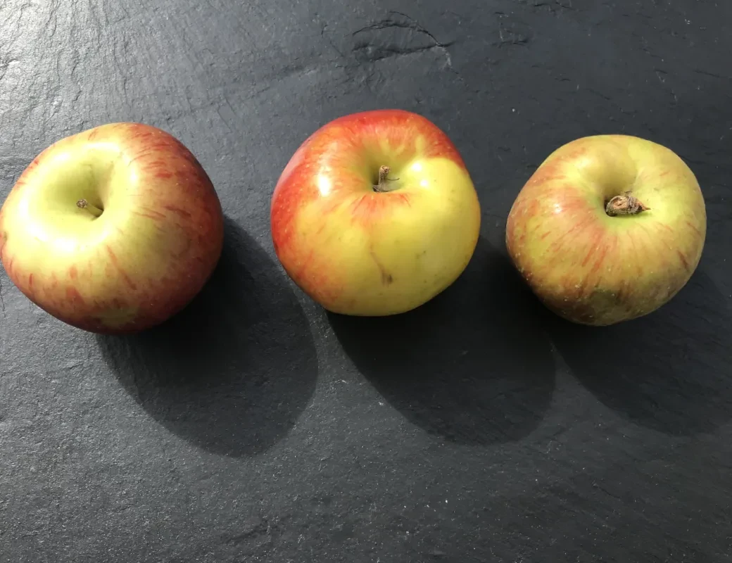 3 rot-gelbe Äpfel in einer Reihe