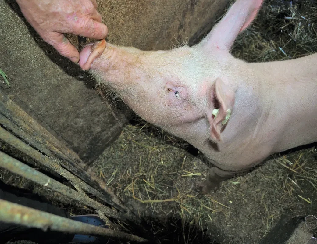 Bogensberger_Schwein im Stall