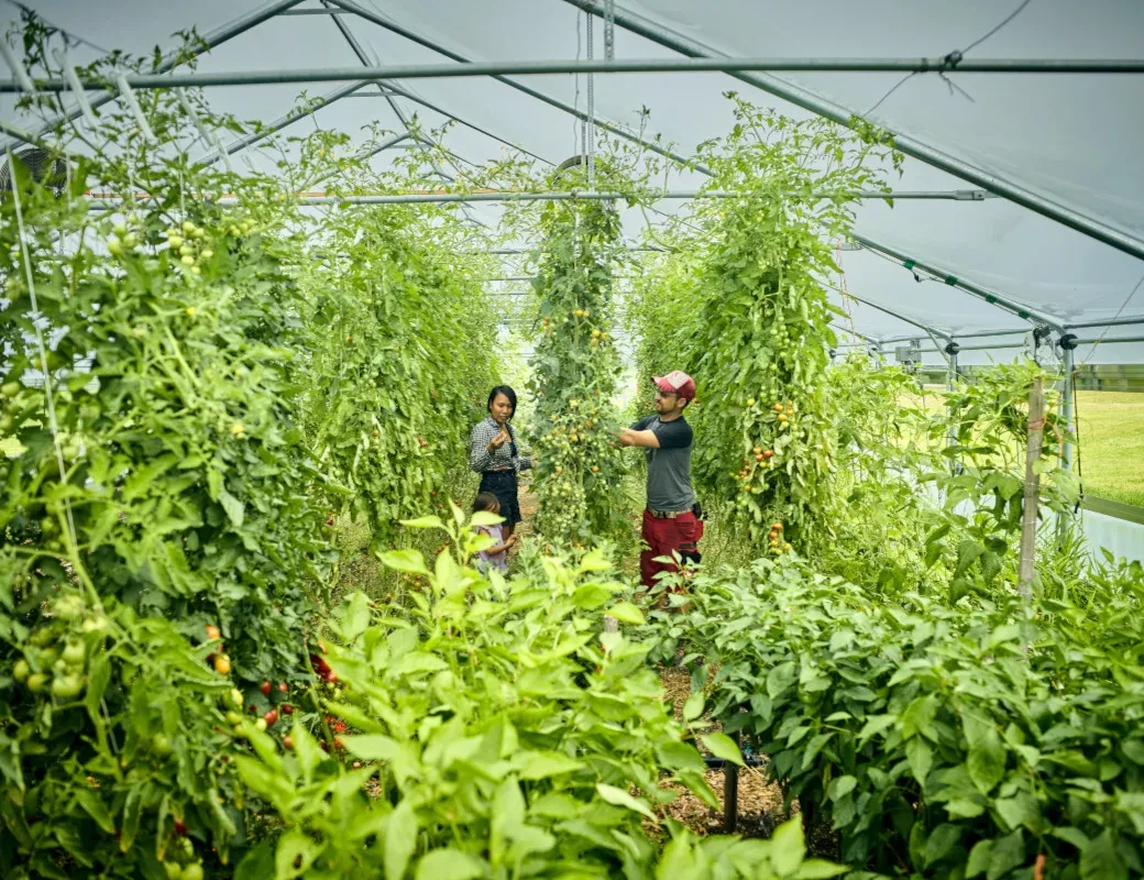 Felis_Hof_Tomatenernte im Glashaus