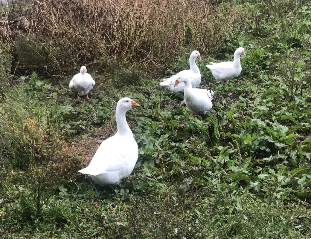 Gänse auf der Wiese