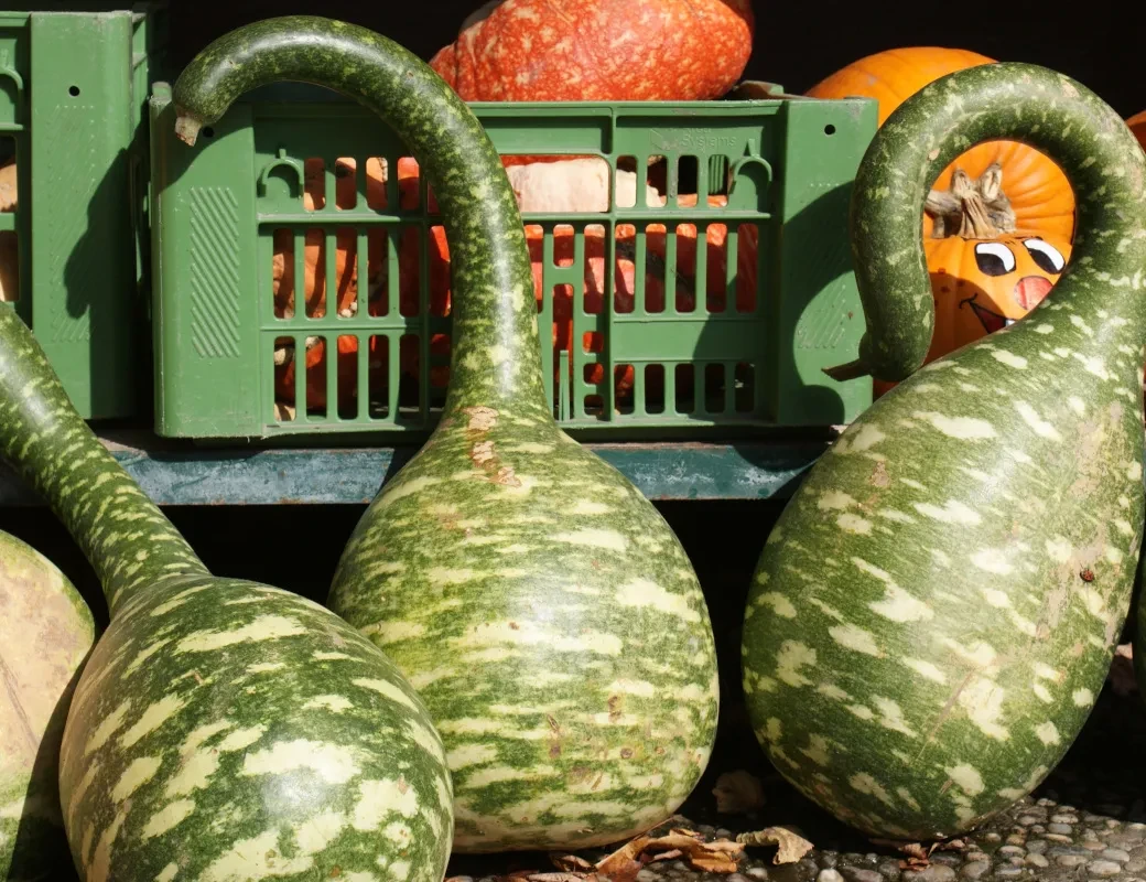 Hallerbauer Wals_Flaschenkürbis