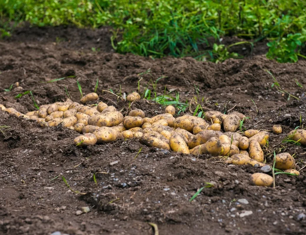 Kartoffeln frisch geerntet am Feld