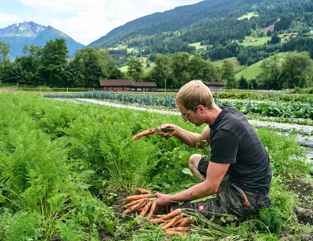 Hintermann_Bad Hofgastein_Michael Stuhler Karottenernte am Feld