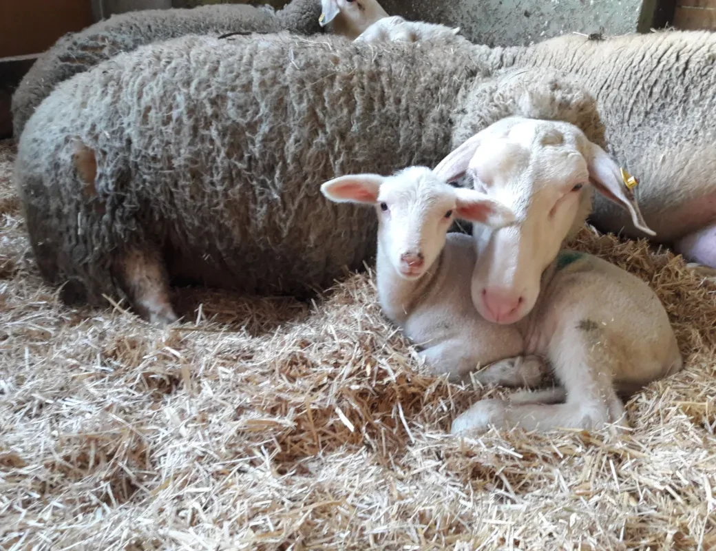 Lehengut_Schafe und Lamm im Stall