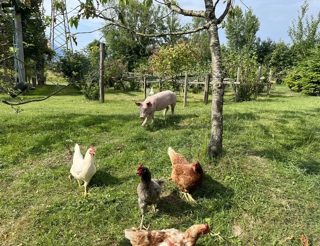 Königgut Wals_Schweine und Hühner tummeln sich auf der Wiese