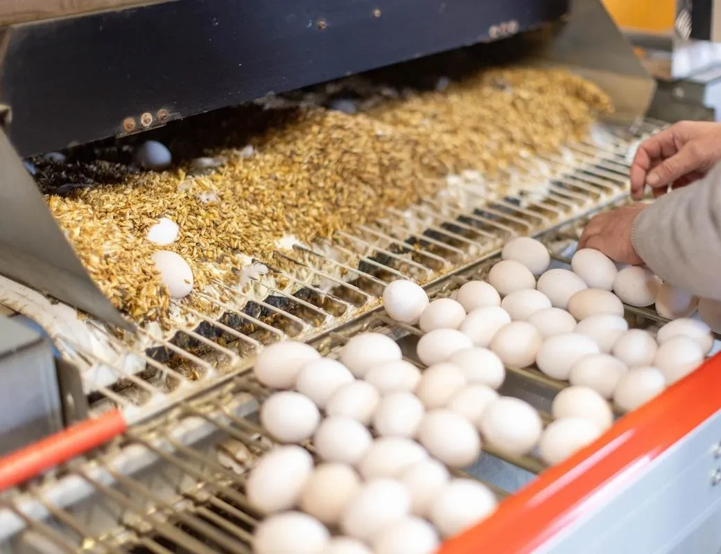 Imlauer Thomanhof Eiersortieranlage