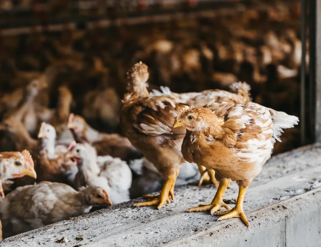 Genusstagebuch #61_Hühner am Biohof Rieger