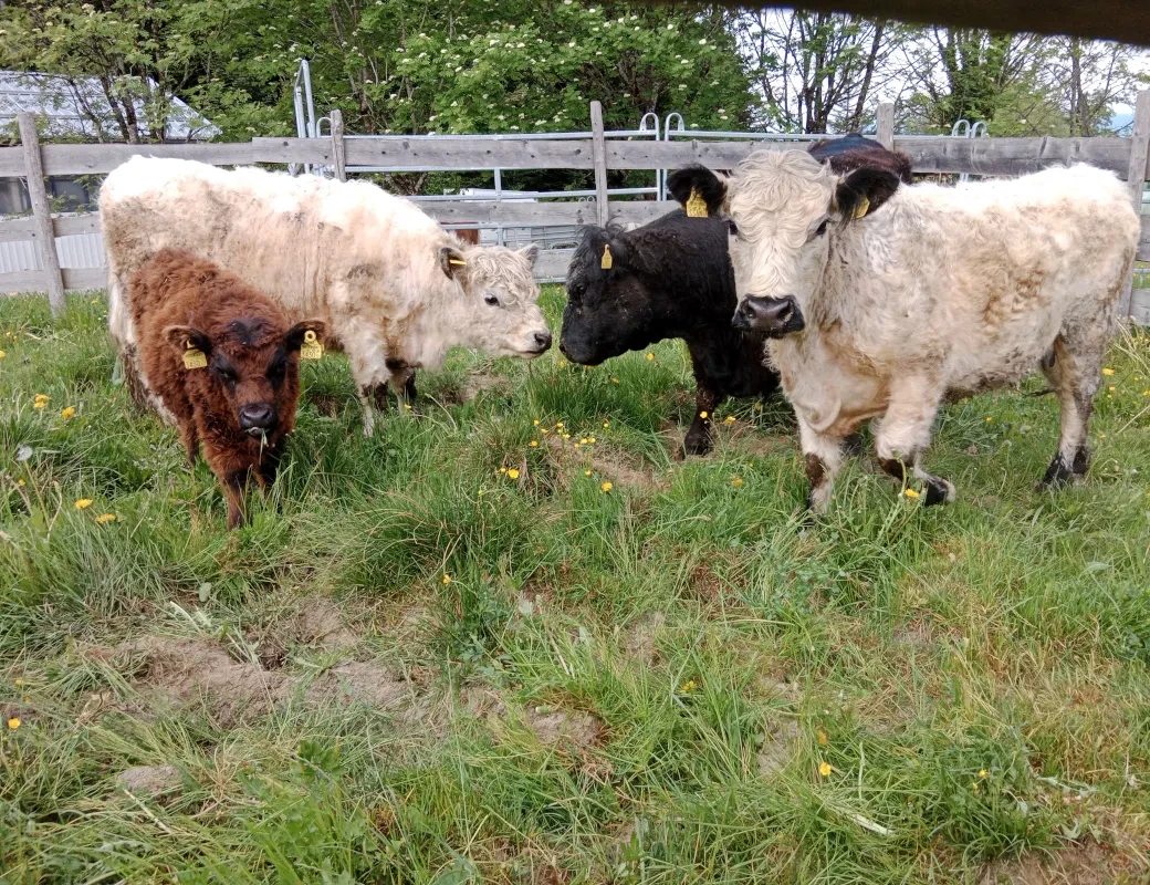 Da Waldhofer_Galloway Kälber