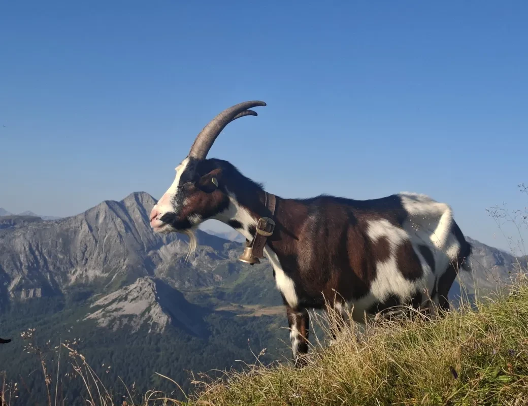 Twengeralm_Tauernscheckenziege