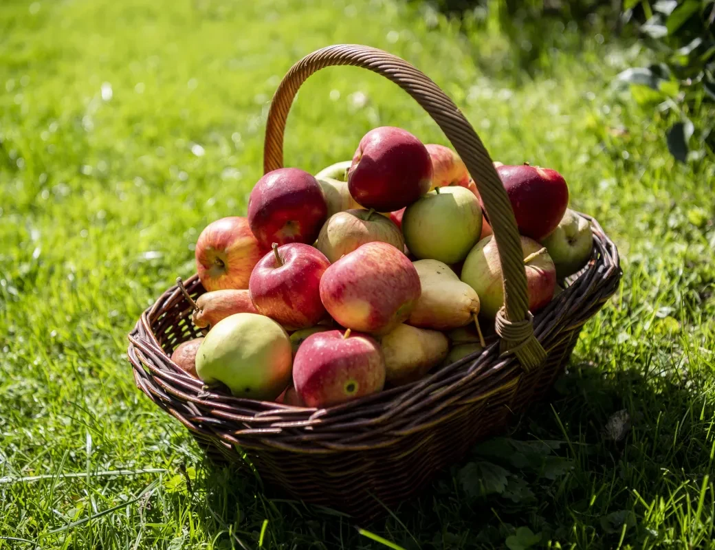 Obstbau Leitner_Korb mit Äpfeln