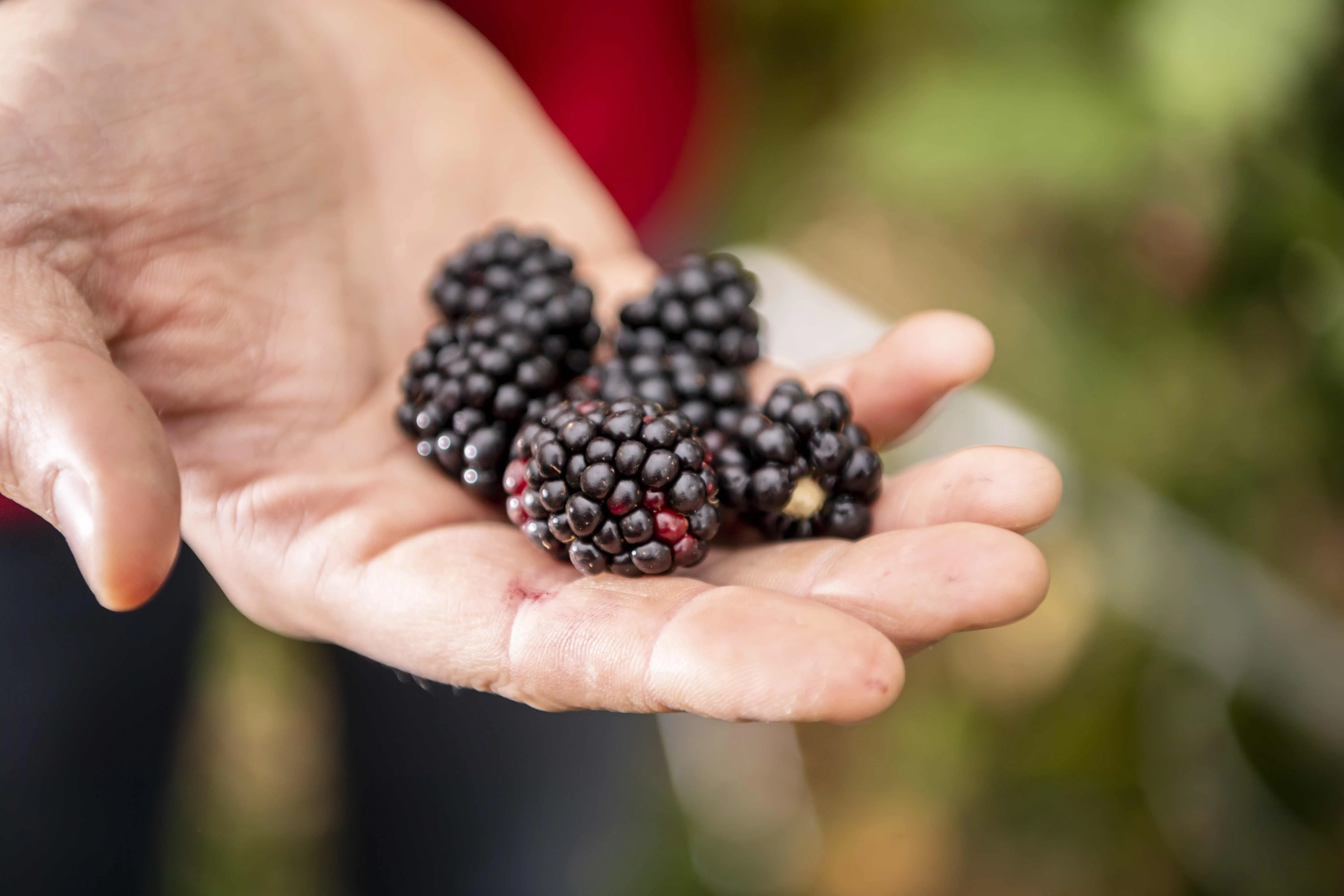 Brombeeren in Hand