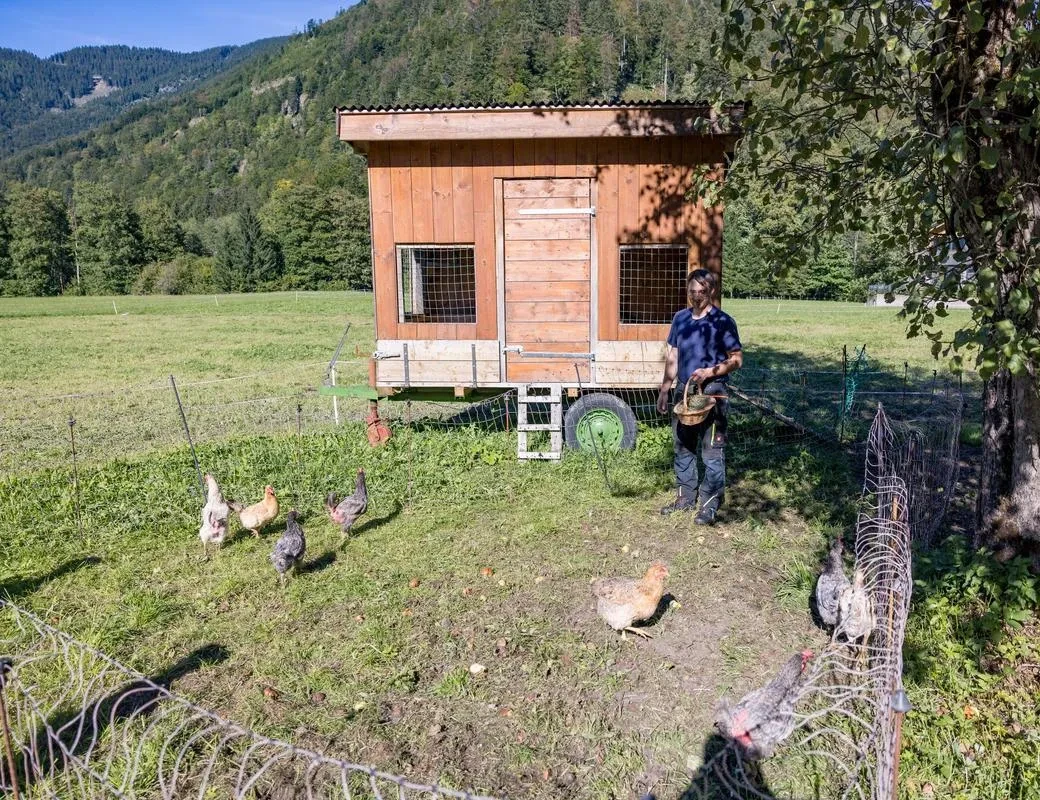 Krapfbauer Hintersee_ Oberascher_Mobiler Hühnerstall