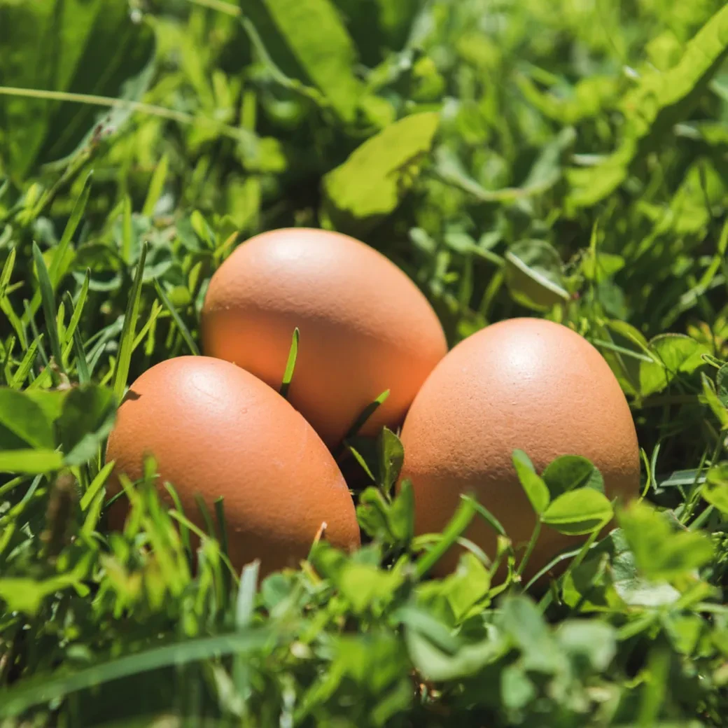 Braune Eier in der Wiese