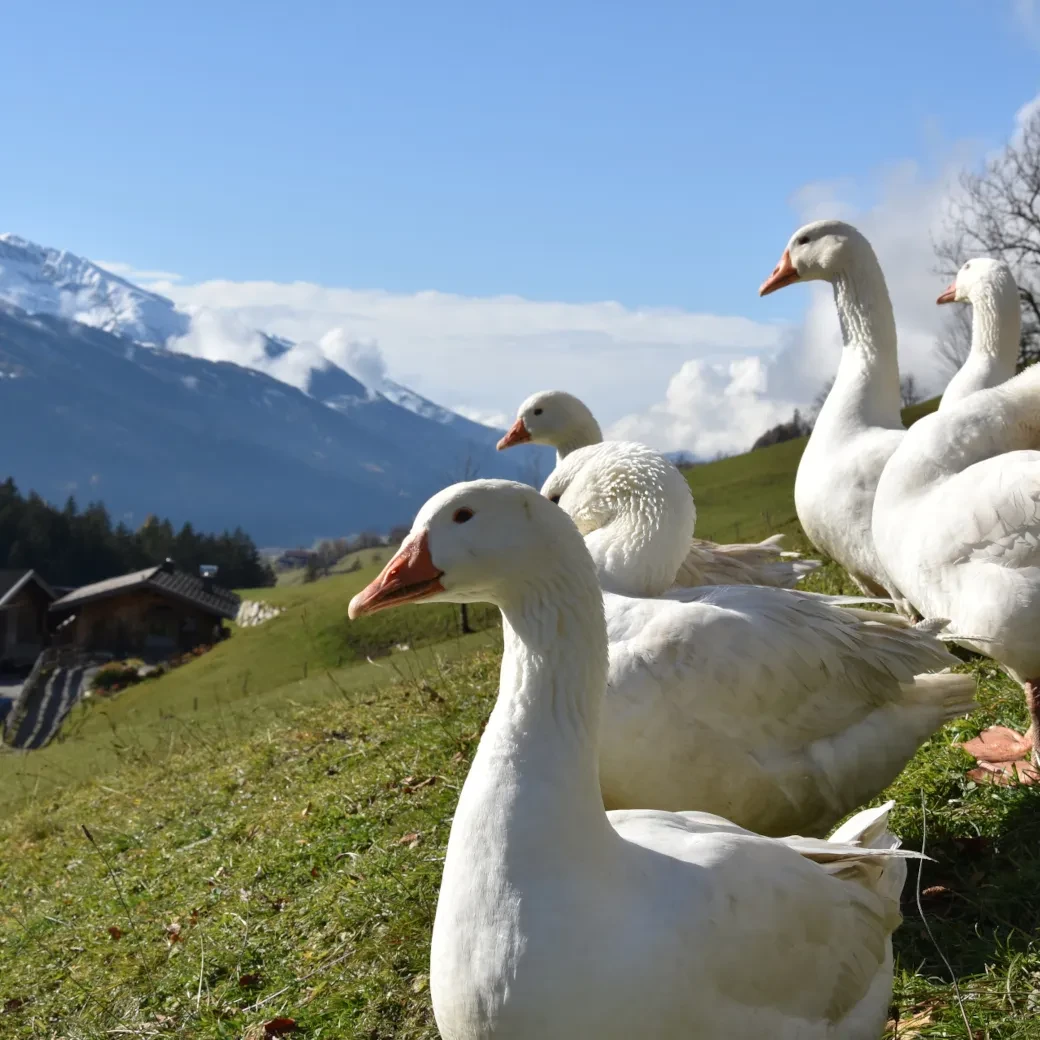 Gänse genießen auf der Wiese den Ausblick am Wiesberghof