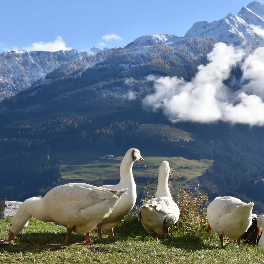 Grasen mit Aussicht - die Gänse am Wiesbachhof